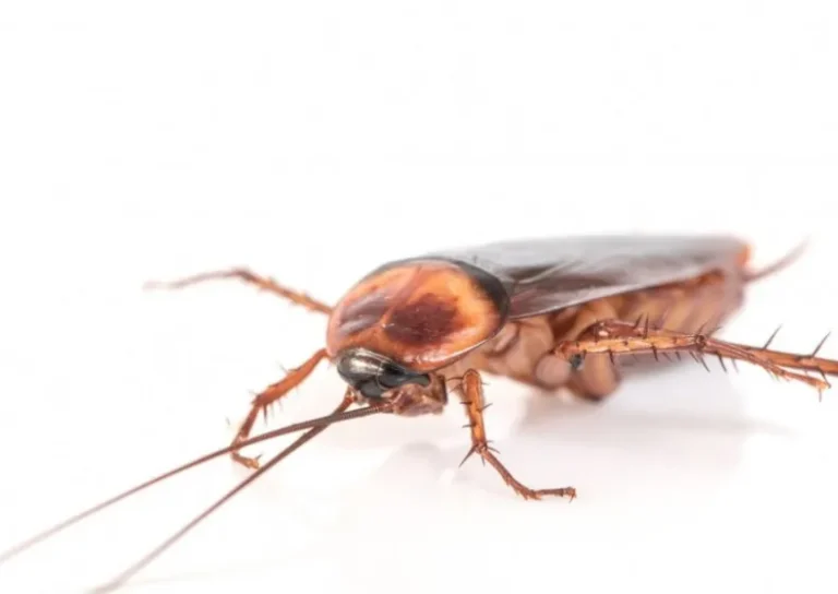 바퀴벌레 한마리 보이면